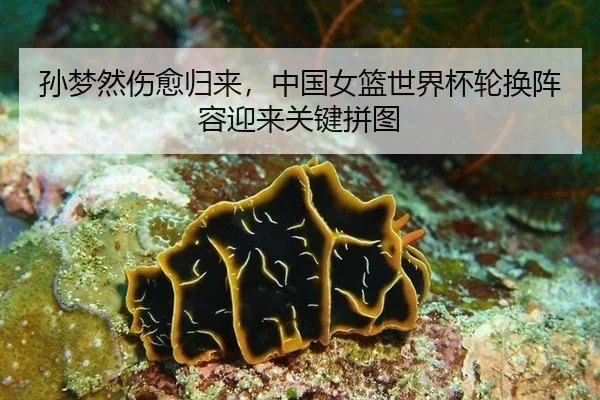 孙梦然伤愈归来，中国女篮世界杯轮换阵容迎来关键拼图